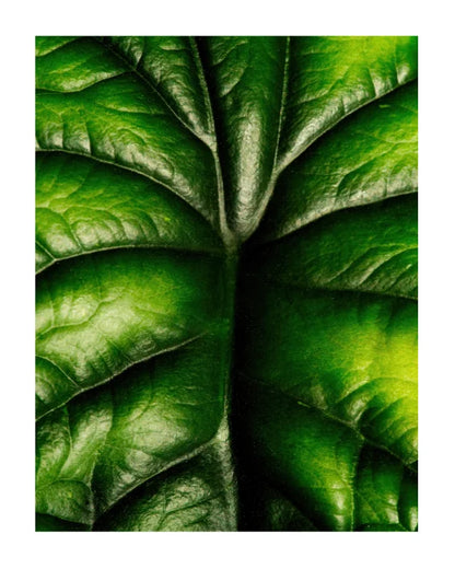 A close-up photograph of a green leaf with prominent veins and glossy texture, centered within a white border.