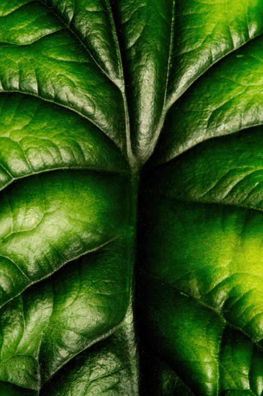 A close-up of a green leaf with prominent veins and glossy texture filling the frame.