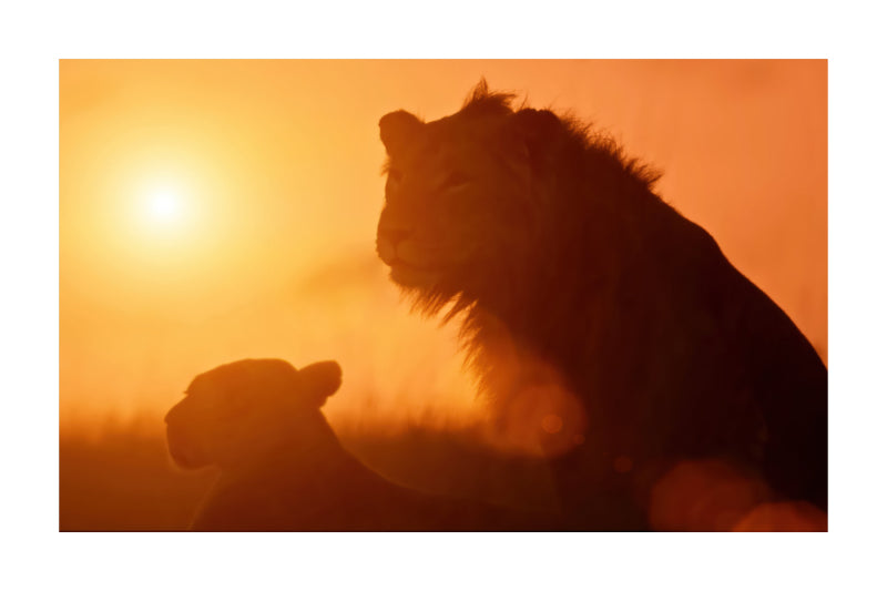 A warm orange sunset scene with silhouetted lions in profile against a glowing sun.