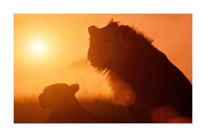 A warm orange sunset scene with silhouetted lions in profile against a glowing sun.
