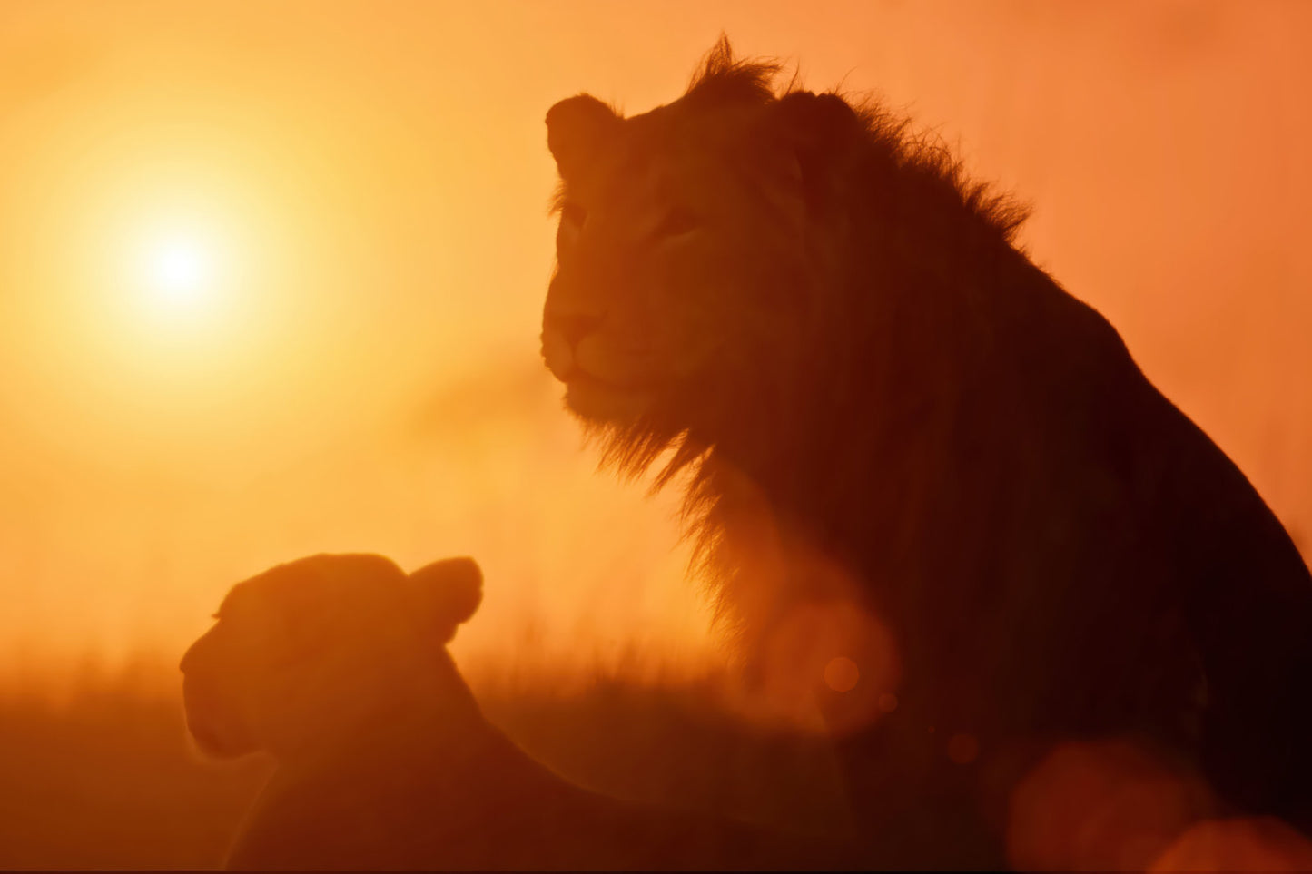 A warm orange sunset scene with the silhouettes of two lions, one standing in profile and one lying down, against a bright glowing sun.