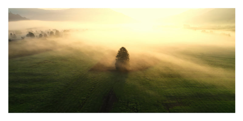 A misty green field at sunrise with a single tree standing in the center and soft golden light filtering through fog.