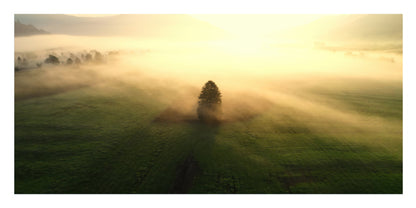 A misty green field at sunrise with a single tree standing in the center and soft golden light filtering through fog.
