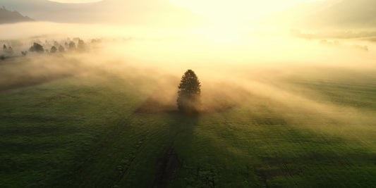 A misty green field at sunrise with a single tree standing in the center, surrounded by soft golden fog and distant mountains.