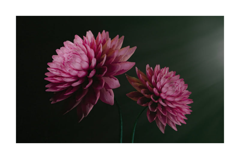 A square art print featuring two pink dahlia flowers against a very dark green background, presented with a white border.