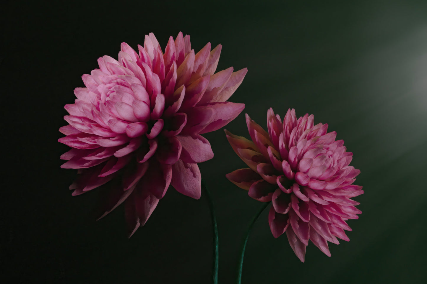 Two pink dahlia flowers on thin green stems against a very dark green background.