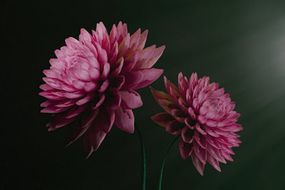 Two pink dahlia flowers on thin green stems against a very dark green background.