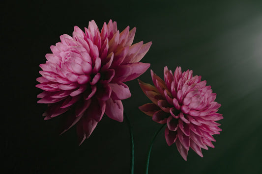 Two pink dahlia flowers on thin green stems against a very dark green background.