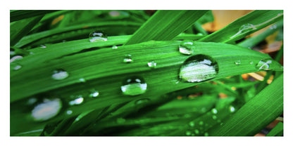 Close-up of bright green grass blades covered with clear water droplets, with a soft blurred natural background.
