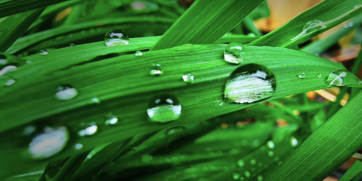 Close-up of bright green grass blades covered with large clear water droplets, photographed outdoors with a softly blurred background.
