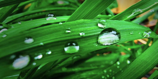 Close-up of bright green grass blades covered with large clear water droplets, photographed outdoors with a softly blurred background.
