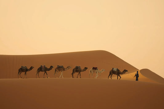 A desert landscape print showing a caravan of camels and a person walking along warm sand dunes under a pale golden sky.