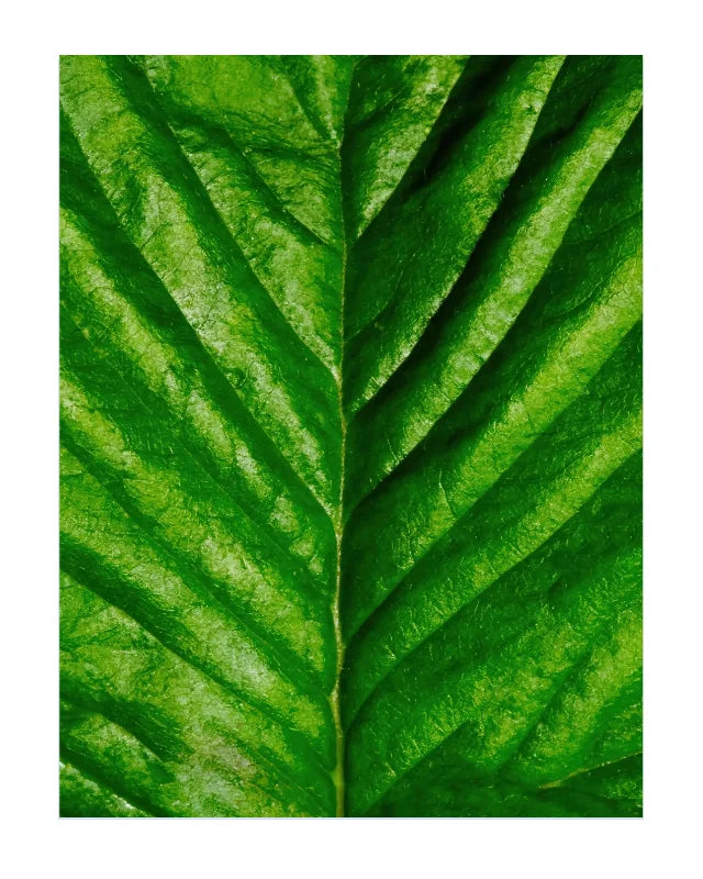 A close-up photograph of a vibrant green leaf, showcasing detailed vein patterns and textured surface details, presented as a square print with white borders on a white background.