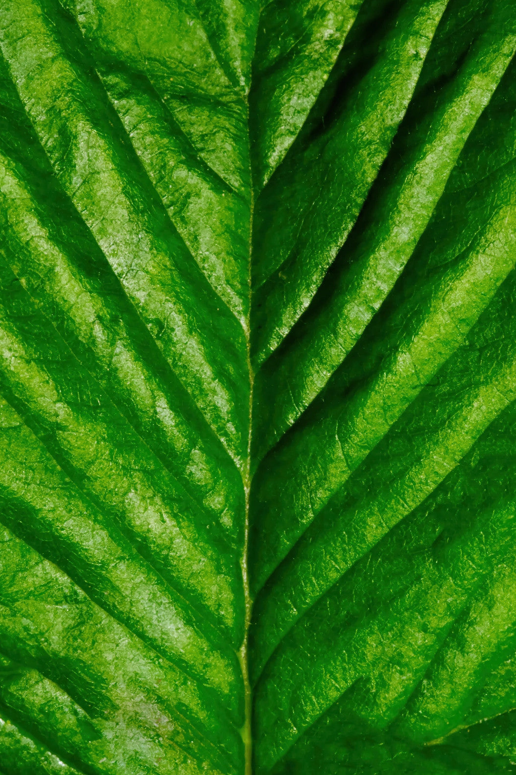 A close-up texture shot of a vibrant green leaf, showing detailed vein patterns and natural surface texture.