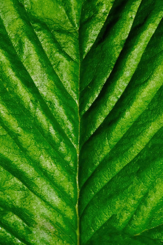 A close-up texture shot of a vibrant green leaf, showing detailed vein patterns and natural surface texture.