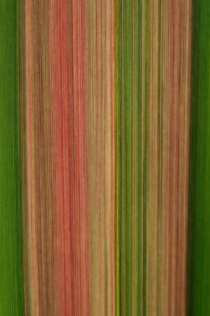 A close-up of vertically striped fabric or wallpaper in alternating bands of green, muted red, tan, and olive tones.