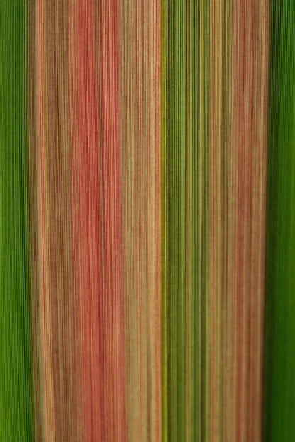 A close-up of vertically striped fabric or wallpaper in alternating bands of green, muted red, tan, and olive tones.
