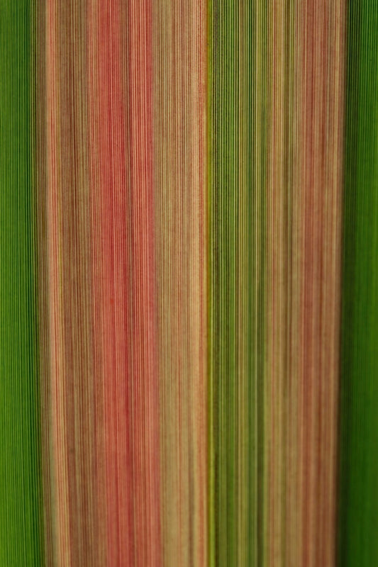 A close-up of vertically striped fabric or wallpaper in alternating bands of green, muted red, tan, and olive tones.