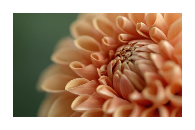 A close-up photograph of a peach-colored dahlia flower with tightly packed petals and a dark green blurred background.
