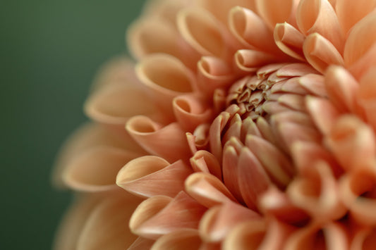 A close-up macro shot of a peach-colored dahlia flower with tightly curled petals, set against a soft, blurred dark green background.