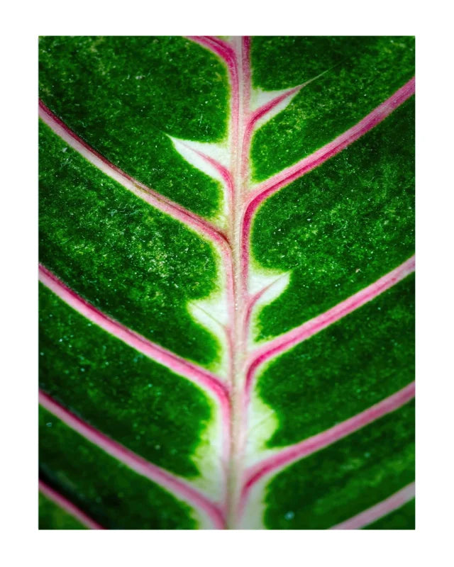 Macro photograph of a green leaf with prominent pink veins and pale white midrib details, presented as a square print with a white border.