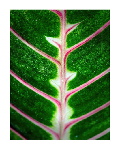 Macro photograph of a green leaf with prominent pink veins and pale white midrib details, presented as a square print with a white border.