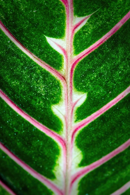 Macro close-up of a green variegated leaf with prominent pink veins and pale white margins.