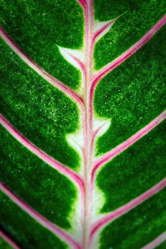 Macro close-up of a green variegated leaf with prominent pink veins and pale white margins.