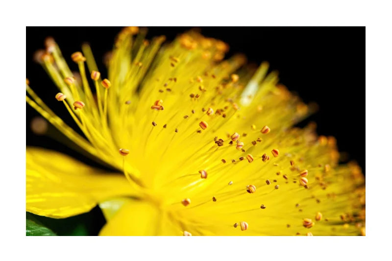 A close-up photograph of a bright yellow flower with many thin orange-tan stamens against a black background, presented within a white border.