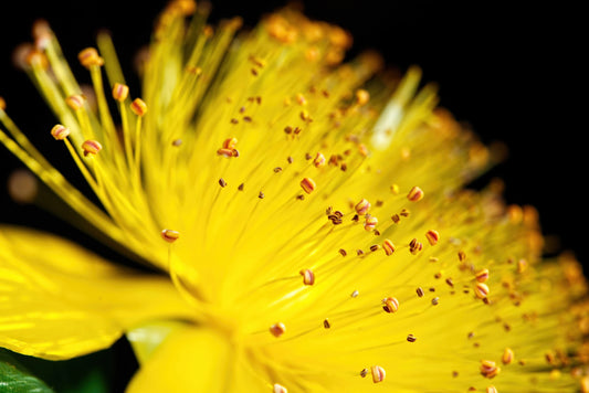 Close-up macro photograph of a bright yellow flower with numerous thin orange-tan stamens against a black background.