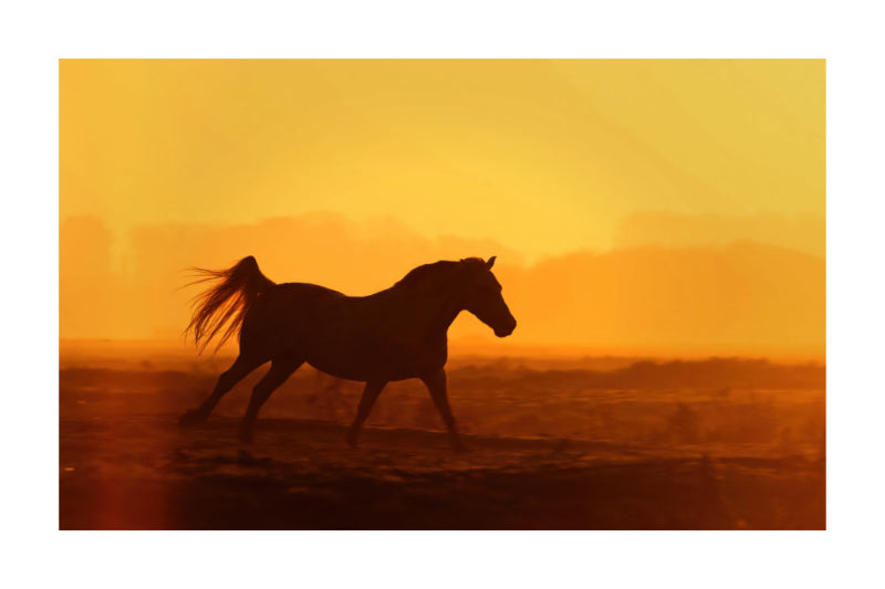 A square art print featuring the silhouette of a horse running across a field at sunset, with a bright yellow and orange sky.