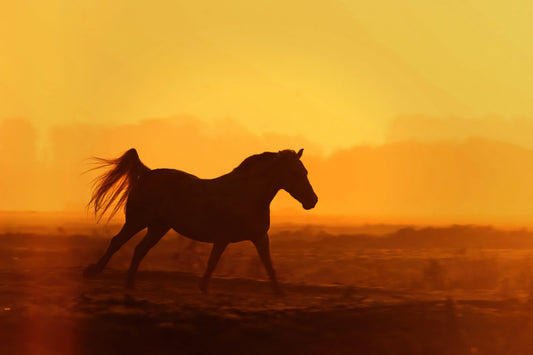 A silhouette of a horse running across a field at sunset, with a bright orange and yellow sky background.