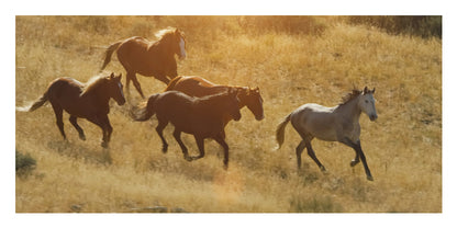 A group of five horses running through dry golden grass in an outdoor field, with warm sunlight creating a hazy glow.