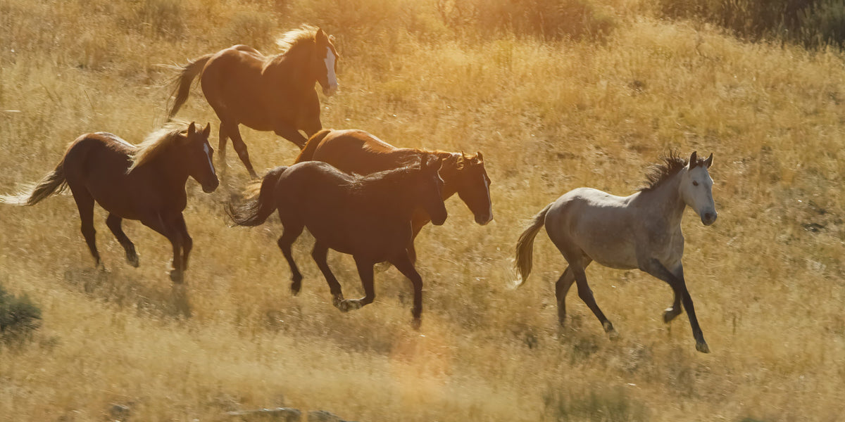 Four horses running across a dry golden grass field in warm sunlight.