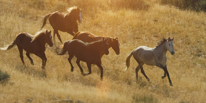 Four horses running across a dry golden grass field in warm sunlight.
