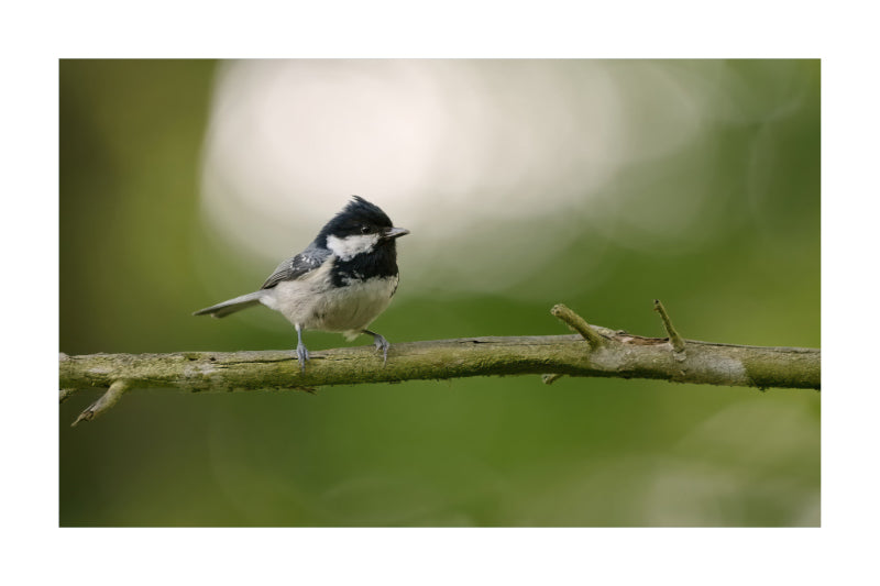 A small black-and-white bird perched on a thin branch against a soft green blurred background.