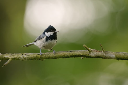 A small black-and-white Coal Tit bird perched on a thin branch against a soft blurred green background.