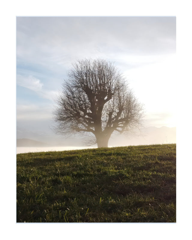 A landscape art print featuring a solitary leafless tree on a grassy hill, backlit by a bright sun and misty sky.