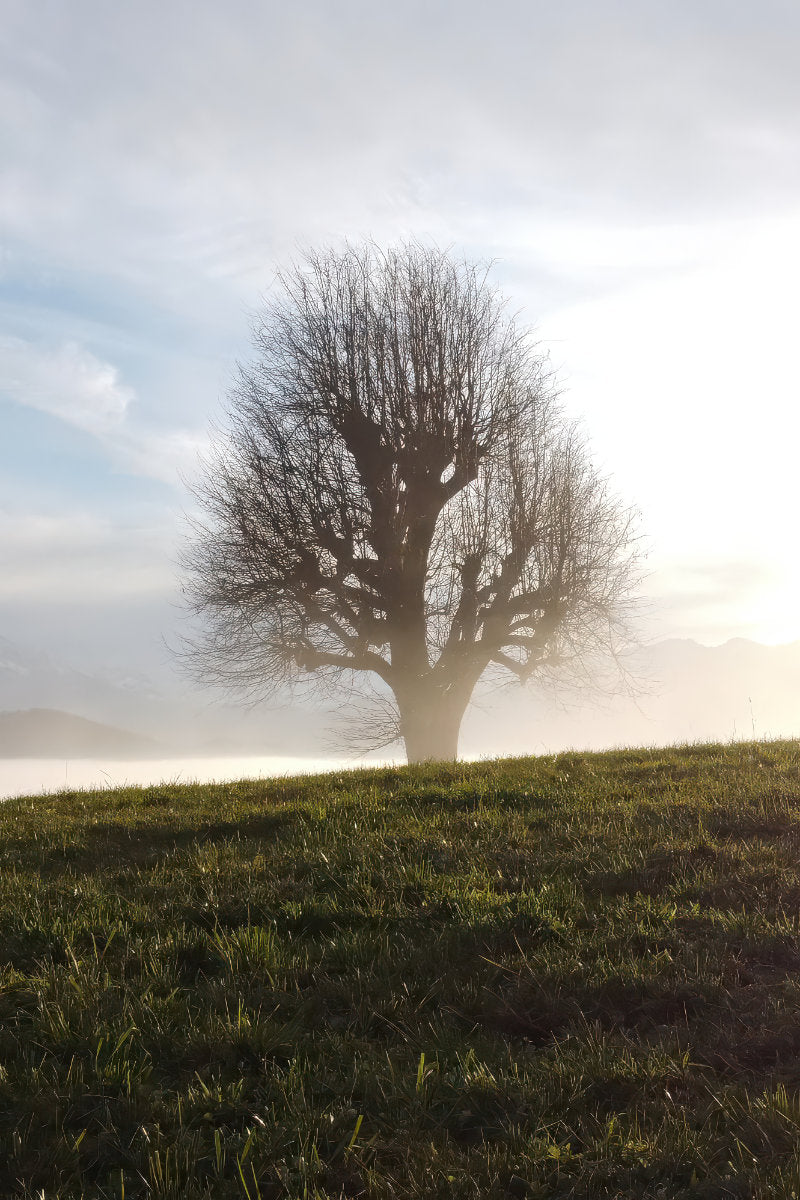A solitary leafless tree stands on a grassy hill in a misty outdoor landscape, with soft sunlight filtering through the branches and a pale blue sky above.