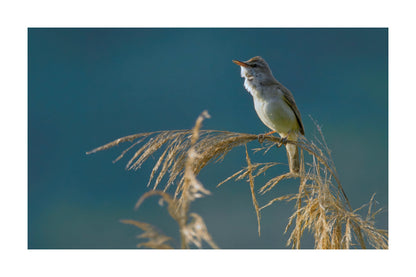 A small bird perched on dried reeds against a soft blue-green blurred background.