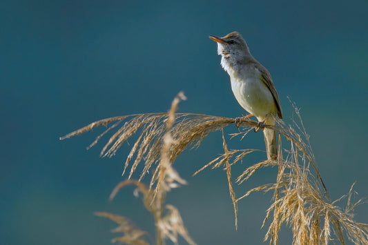 A small Great reed warbler bird perched on dried reeds against a soft blue-green blurred background.