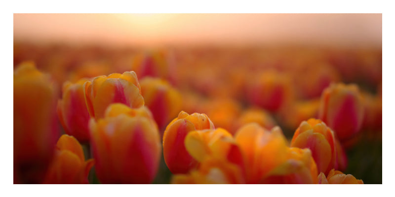 A close-up photograph of a field of tulips in warm sunset light, with yellow-orange petals and pinkish-red edges in the foreground and a soft blurred background.