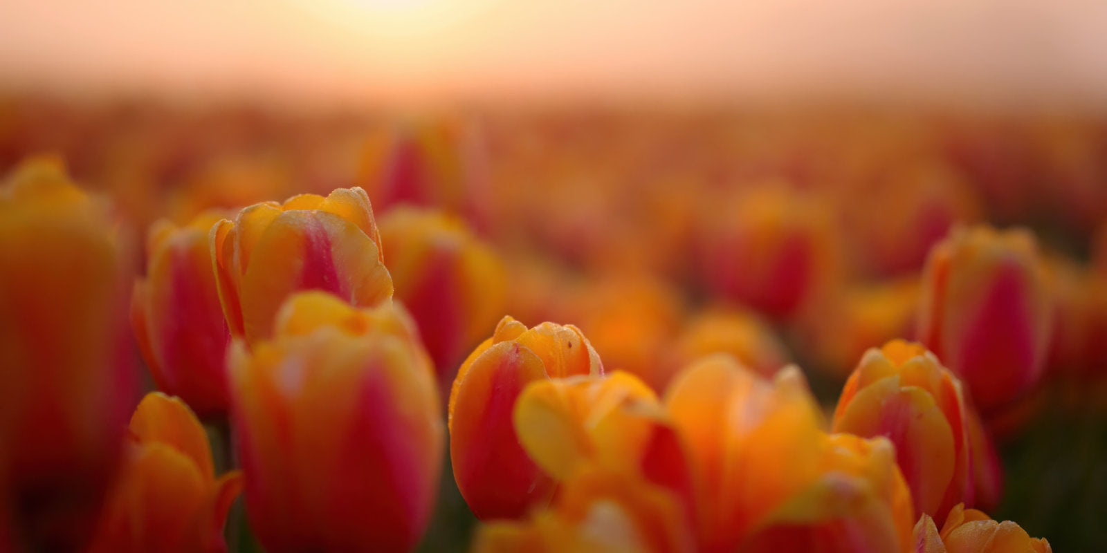 A close-up, shallow depth-of-field view of a field of tulips in vibrant orange, yellow, and pink hues under a warm sunset sky.
