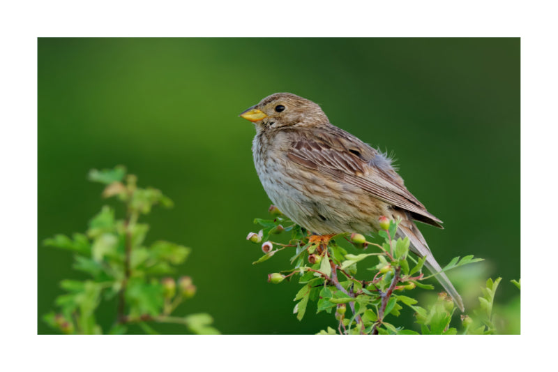 A brown and gray bird with a yellow beak perched on a leafy green branch against a soft blurred green background.