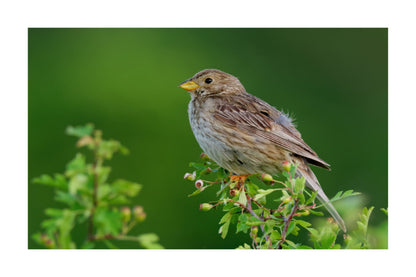 A brown and gray bird with a yellow beak perched on a leafy green branch against a soft blurred green background.