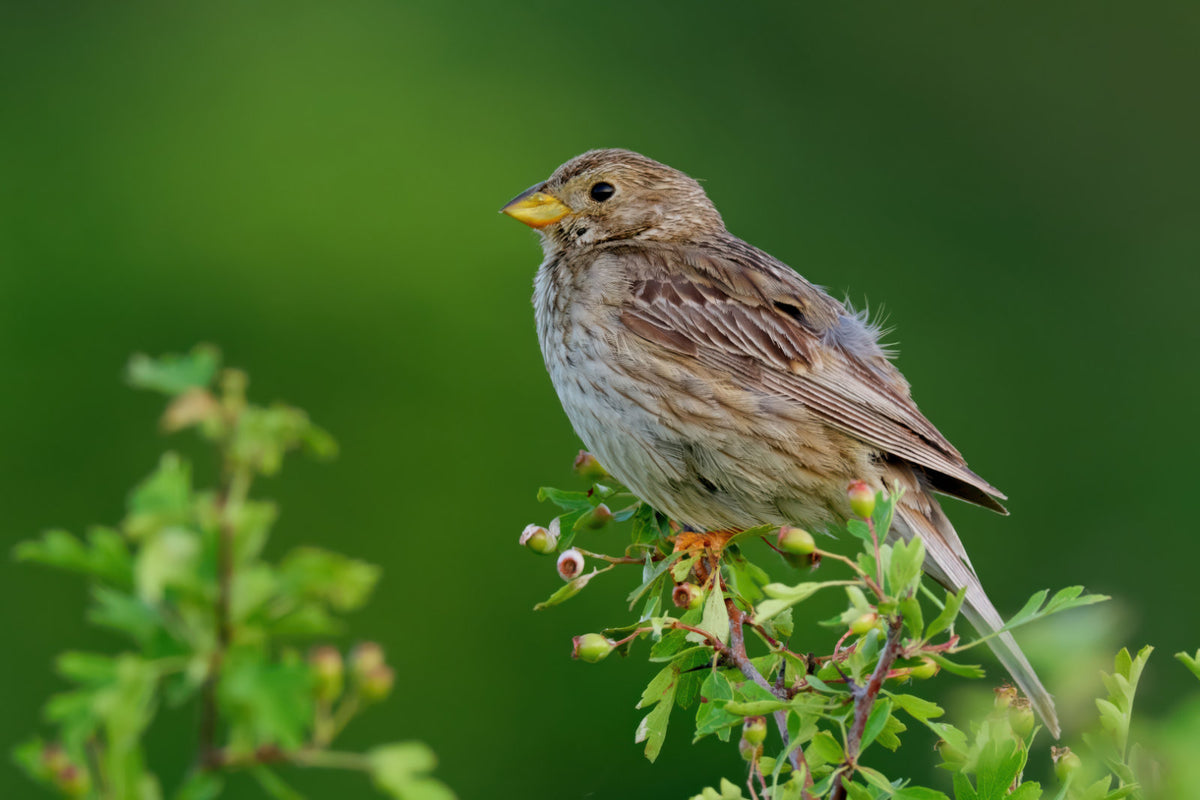 A brown and gray bird with a yellow beak perched on a leafy green branch against a soft green blurred background.