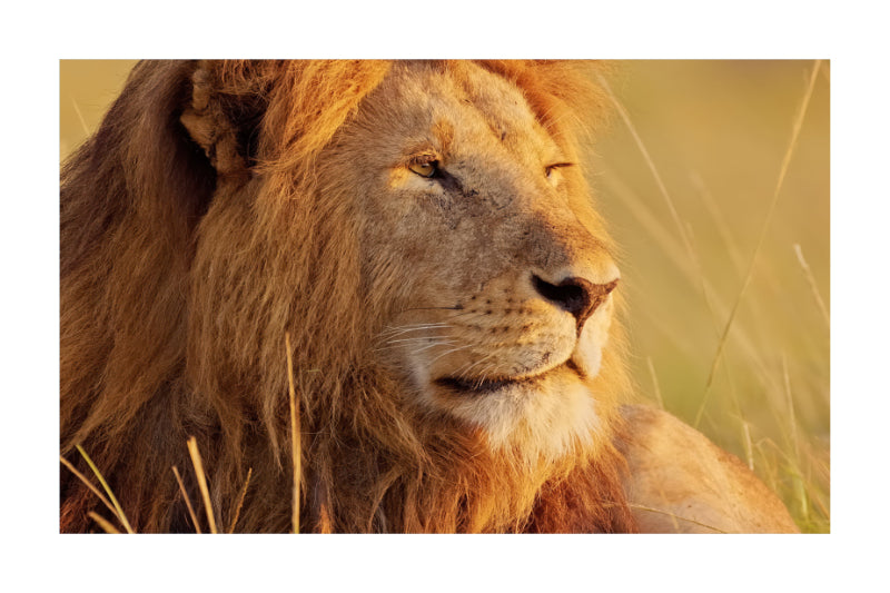 A close-up portrait of a lion resting in warm golden grass, shown within a white border.