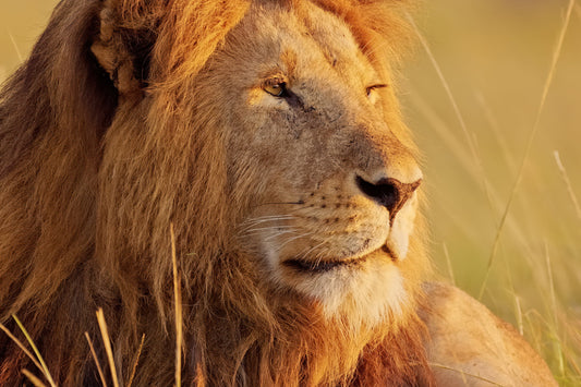 A close-up portrait of a male lion in warm golden sunlight, with dry grass in the foreground and a soft blurred natural background.