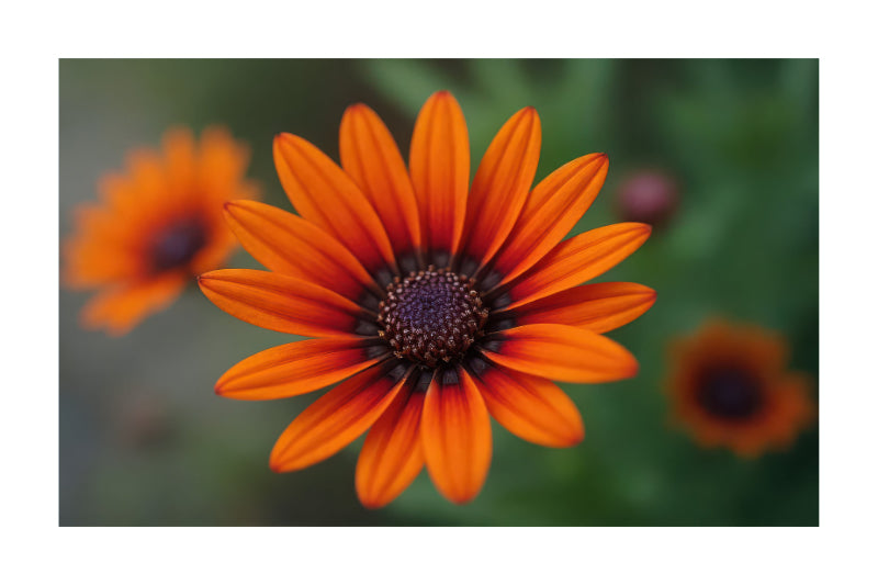 A close-up photograph of a bright orange flower with dark brown to purple center, set against a soft blurred green background with other out-of-focus flowers.