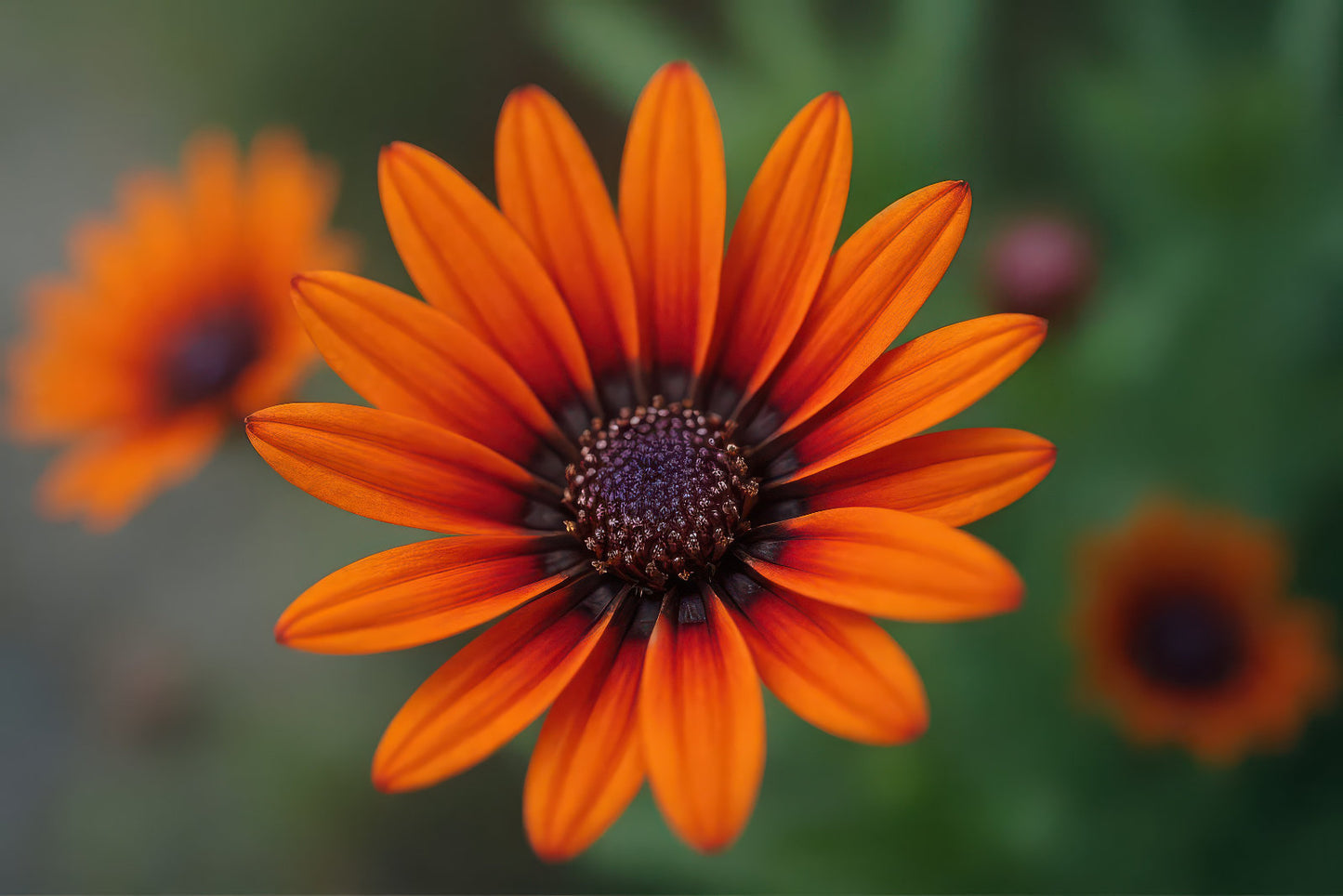 A close-up photograph of a bright orange Gazania flower with dark brown to purple centers and blurred orange flowers in the background.